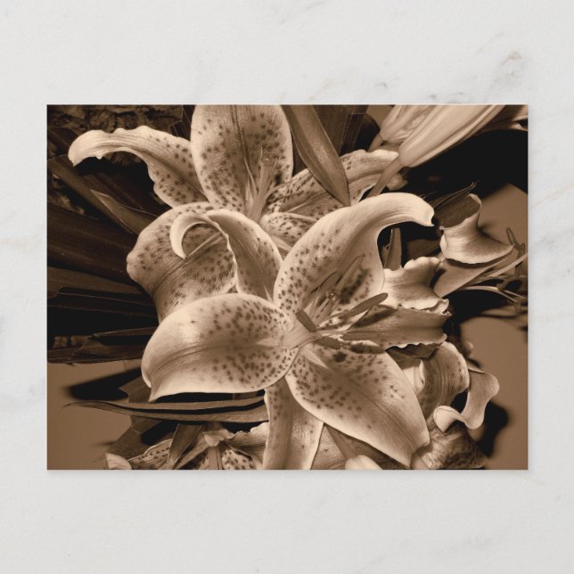 Cartão Postal lilly (Frente)