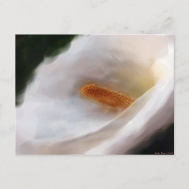 Cartão Postal Lilly do Cartão-Postal do Nilo (Frente)