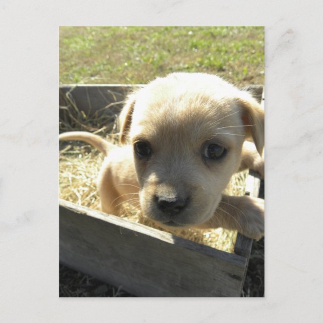 Cartão Postal Lilly em uma caixa (Frente)