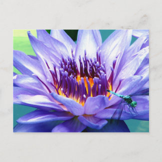 Cartão Postal Lilly Postcard