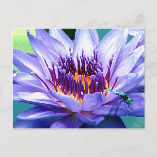 Cartão Postal Lilly Postcard (Frente)