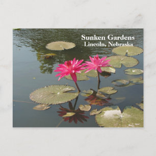 Cartão Postal Lilões de água cor-de-rosa dos Jardins Sunken #8