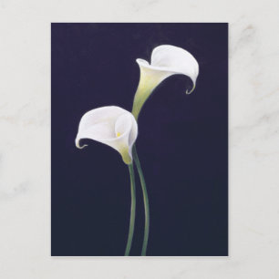 Cartão Postal Lily