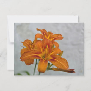 Cartão Postal Lily