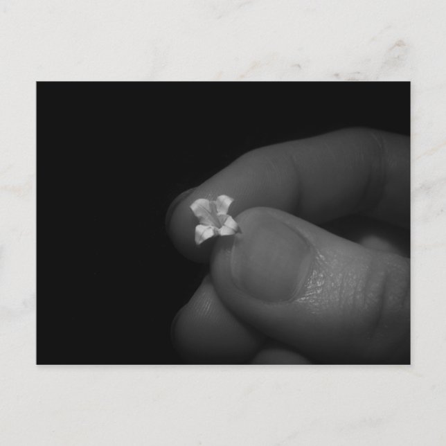 Cartão Postal Lily (Frente)