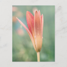 Cartão Postal Lily abrindo numa manhã de morte