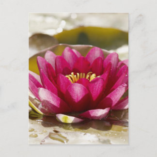 Cartão Postal Lily Água