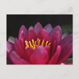 Cartão Postal Lily Água