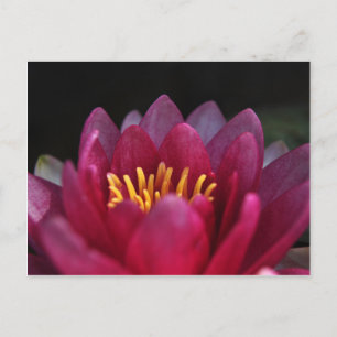 Cartão Postal Lily Água