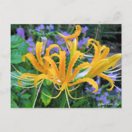 Cartão Postal Lily Amarela [Cartão-postal]