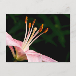 Cartão Postal Lily asiática rosa