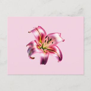 Cartão Postal Lily Asiática Rosa-Rosa Iridescente