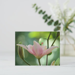 Cartão Postal Lily-Bokeh rosa por Shirley Taylor