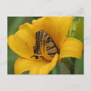Cartão Postal Lily - Borboleta
