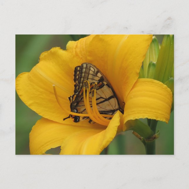 Cartão Postal Lily - Borboleta (Frente)
