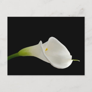 Cartão Postal Lily branca Elegante