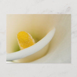 Cartão Postal Lily branca Elegante