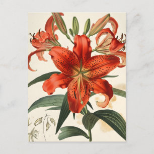 Cartão Postal Lily Closeup: Cartão-postal Vintage Floral Beauty