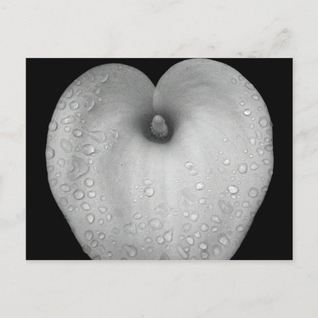 Cartão Postal Lily com gotas de chuva (Frente)