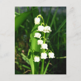 Cartão Postal Lily Das Flores Do Vale