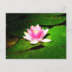 Cartão Postal Lily de água no jardim botânico da criméia