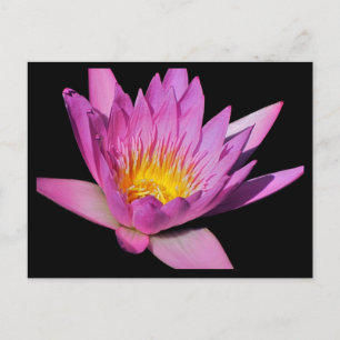 Cartão Postal Lily de água roxa linda #200New 200