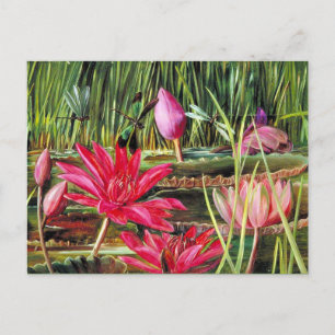 Cartão Postal Lily de Água Vermelha do Sul da Índia