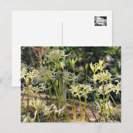 Cartão Postal Lily De Aranha Branca ポ ス ト カ Equipe