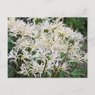 Cartão Postal Lily De Aranha Branca ポ ス ト カ Equipe