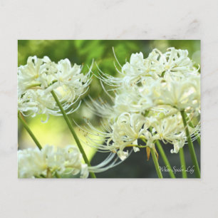 Cartão Postal Lily De Aranha Branca ポ ス ト カ Equipe