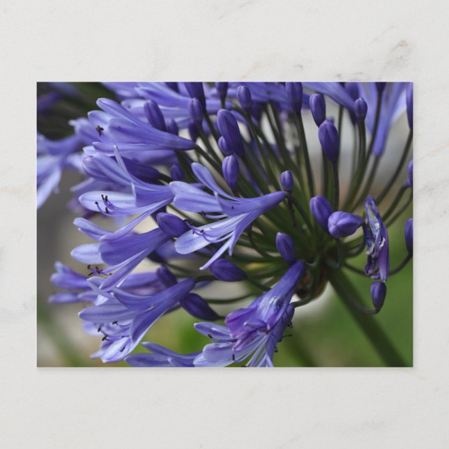 Cartão Postal Lily do Nilo (Agapanthus sp.) (Frente)