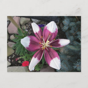 Cartão Postal Lily Exótica