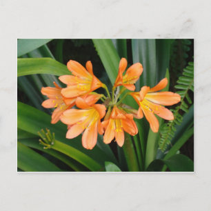 Cartão Postal Lily Laranja com Vários Blogues
