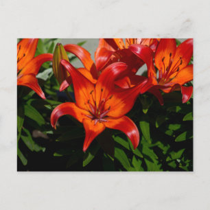 Cartão Postal Lily Laranja Rosa Escuro