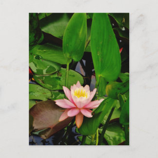 Cartão Postal Lily Lily Lotus Water Lily Flor