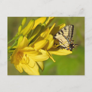Cartão Postal Lily Lover - Borboleta