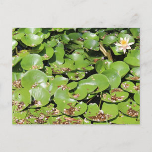 Cartão Postal Lily Pad nº 1