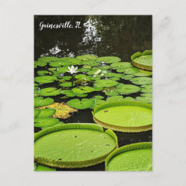 Cartão Postal Lily Pads