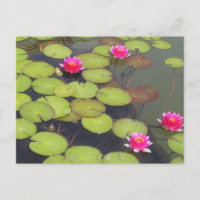 Lily Pads e Lotus Zen Posta Card