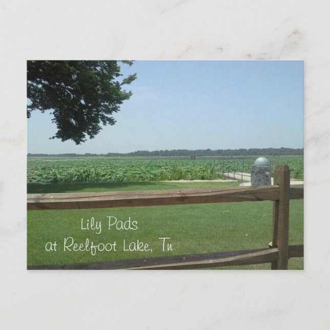 Cartão Postal Lily Pads no Lago Reelfoot, Tn (Frente)