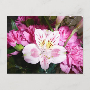 Cartão Postal Lily peruana