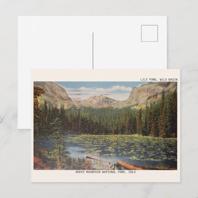 Cartão Postal LILY POND WILD BASIN, presentes de vida selvagem d (Frente/Verso)