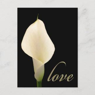 Cartão Postal Lily solteiro White
