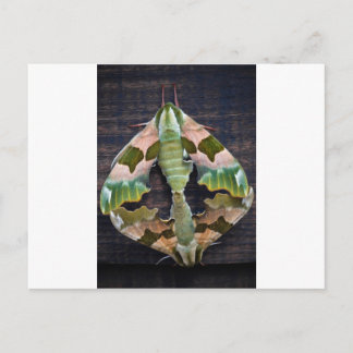 Cartão Postal Limão Hawk Moths