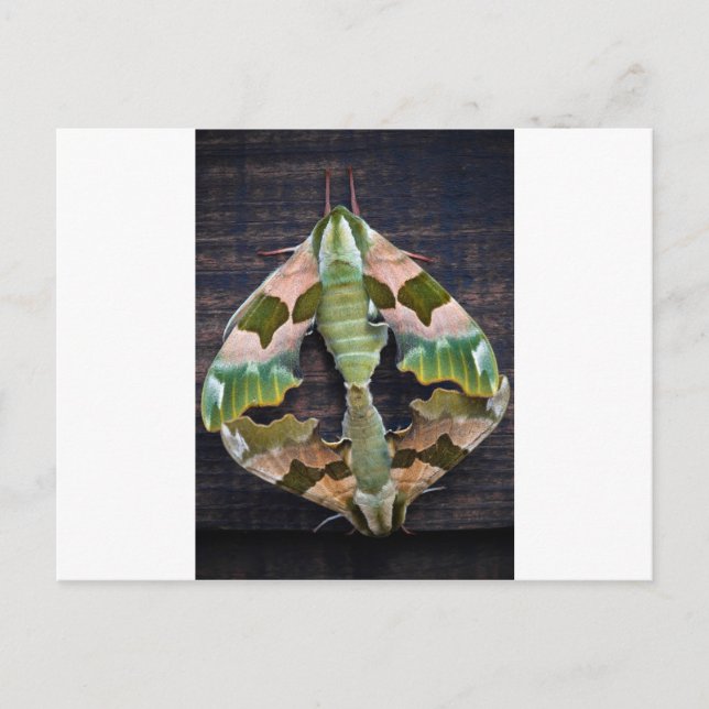 Cartão Postal Limão Hawk Moths (Frente)