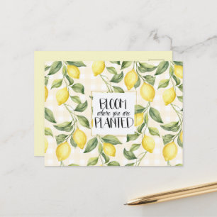 Cartão Postal Limas Amarelas Elegantes Florem