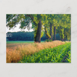 Cartão Postal Limite de Campo do Corn