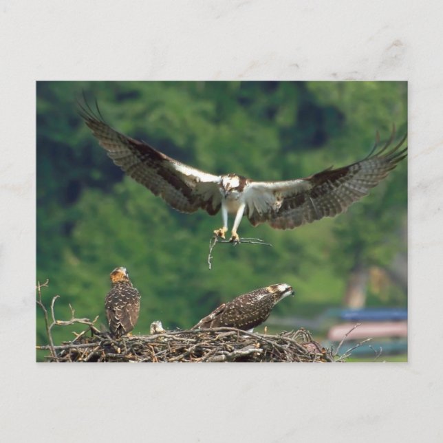 Cartão Postal Limpe a pista (Frente)