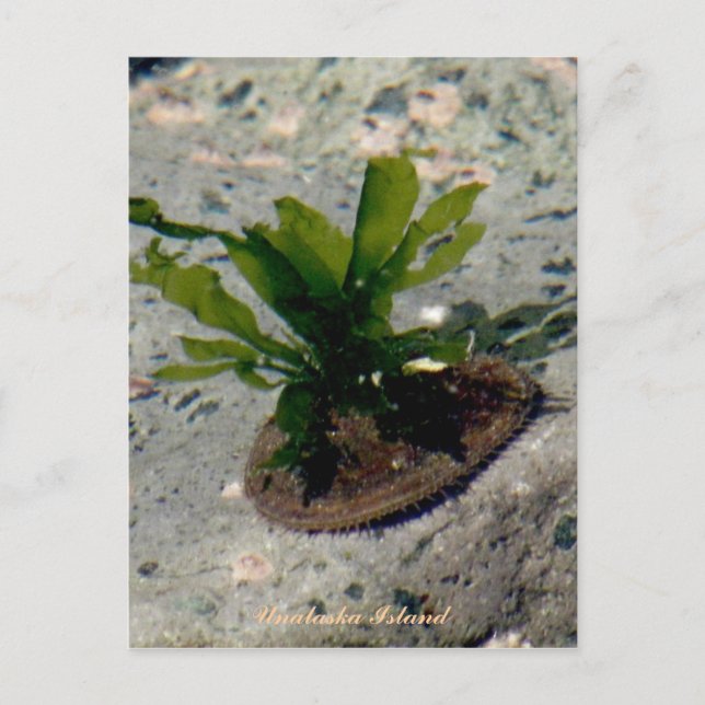 Cartão Postal Limpet com Kelp, Ilha de Unalaska (Frente)