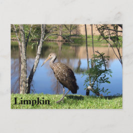 Cartão Postal Limpkin - Cartão-postal de aprendizagem - Flórida